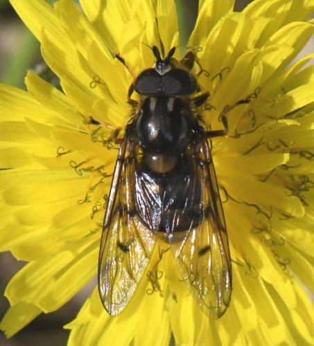 Ferdinandea fumipennis